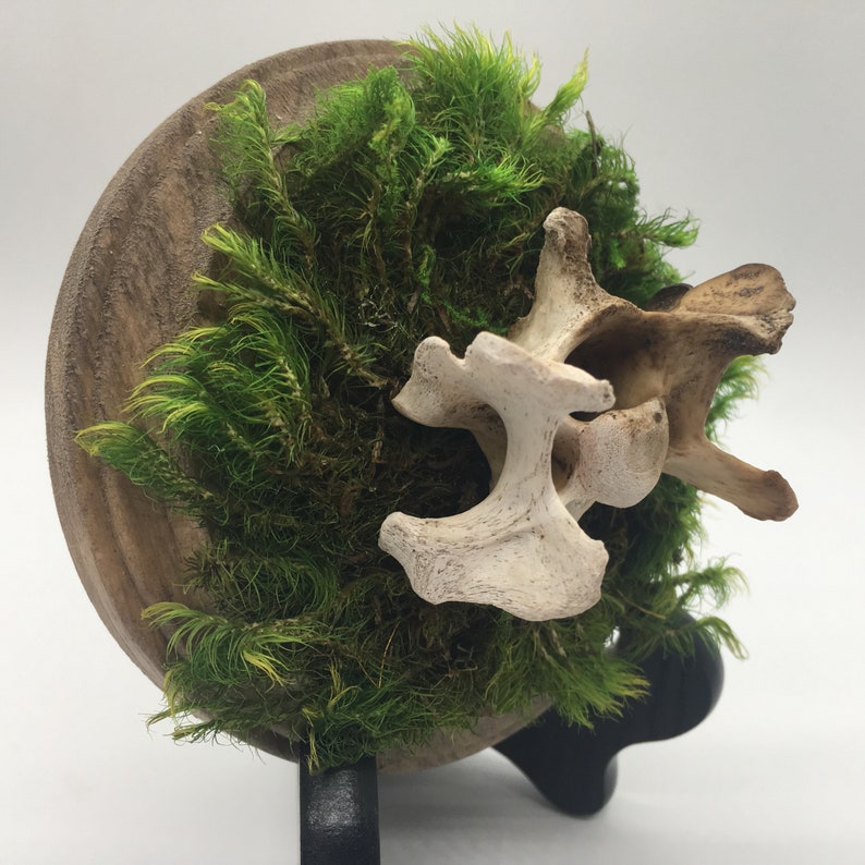 Bone and Moss Plaque Display