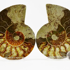 May include: Two halves of a fossilized ammonite, each with a spiral shell pattern in shades of brown, gold, and green. The ammonites are displayed on clear stands and a US dime is included for scale.