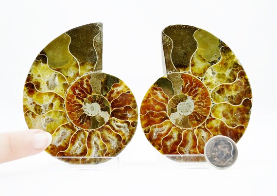 E4930x 大型恐竜化石 アンモナイト ペア マルチカラー クリスタル 大型