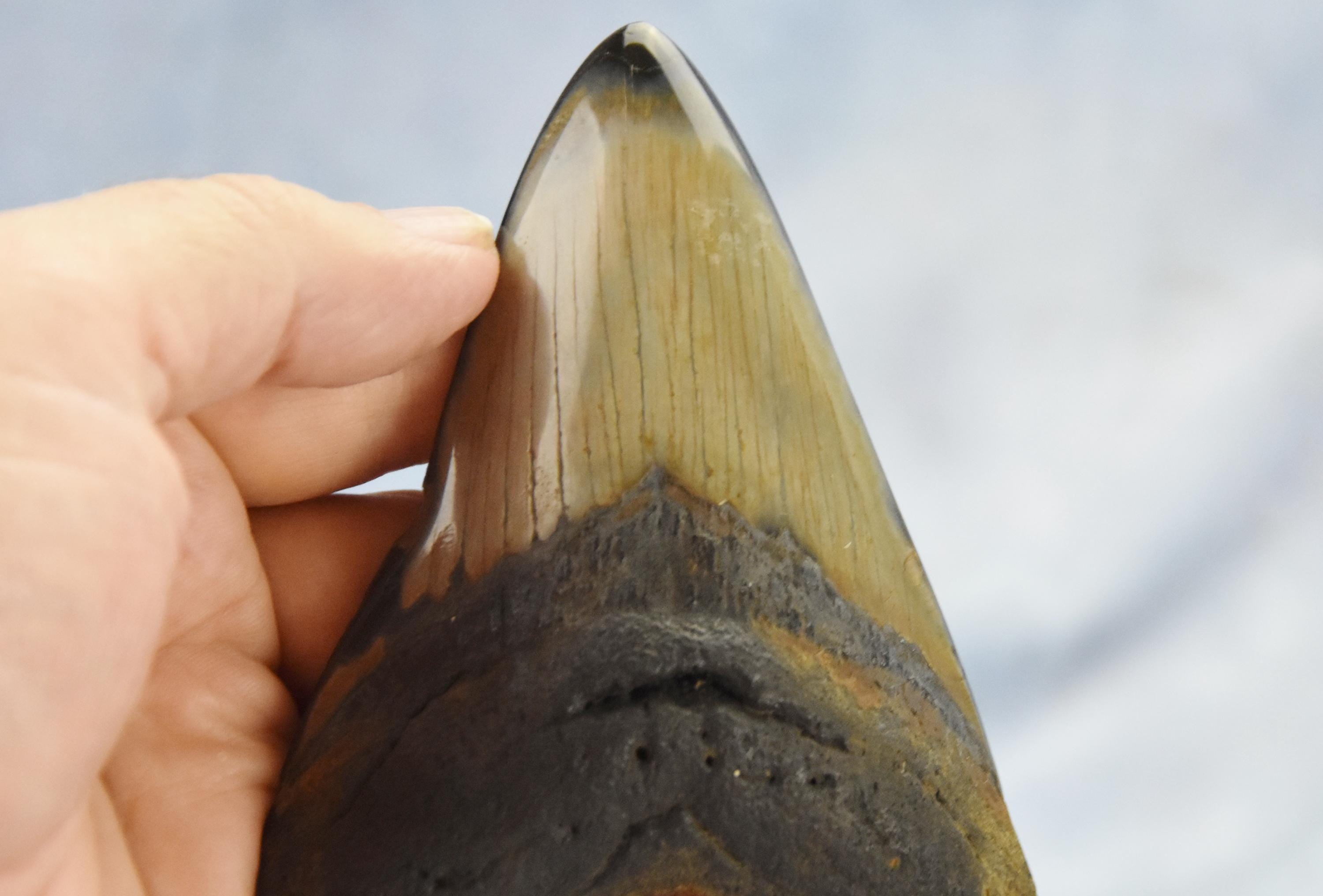 608xx ノースカロライナ産の本物の大型メガロドンサメの歯 4.9インチ