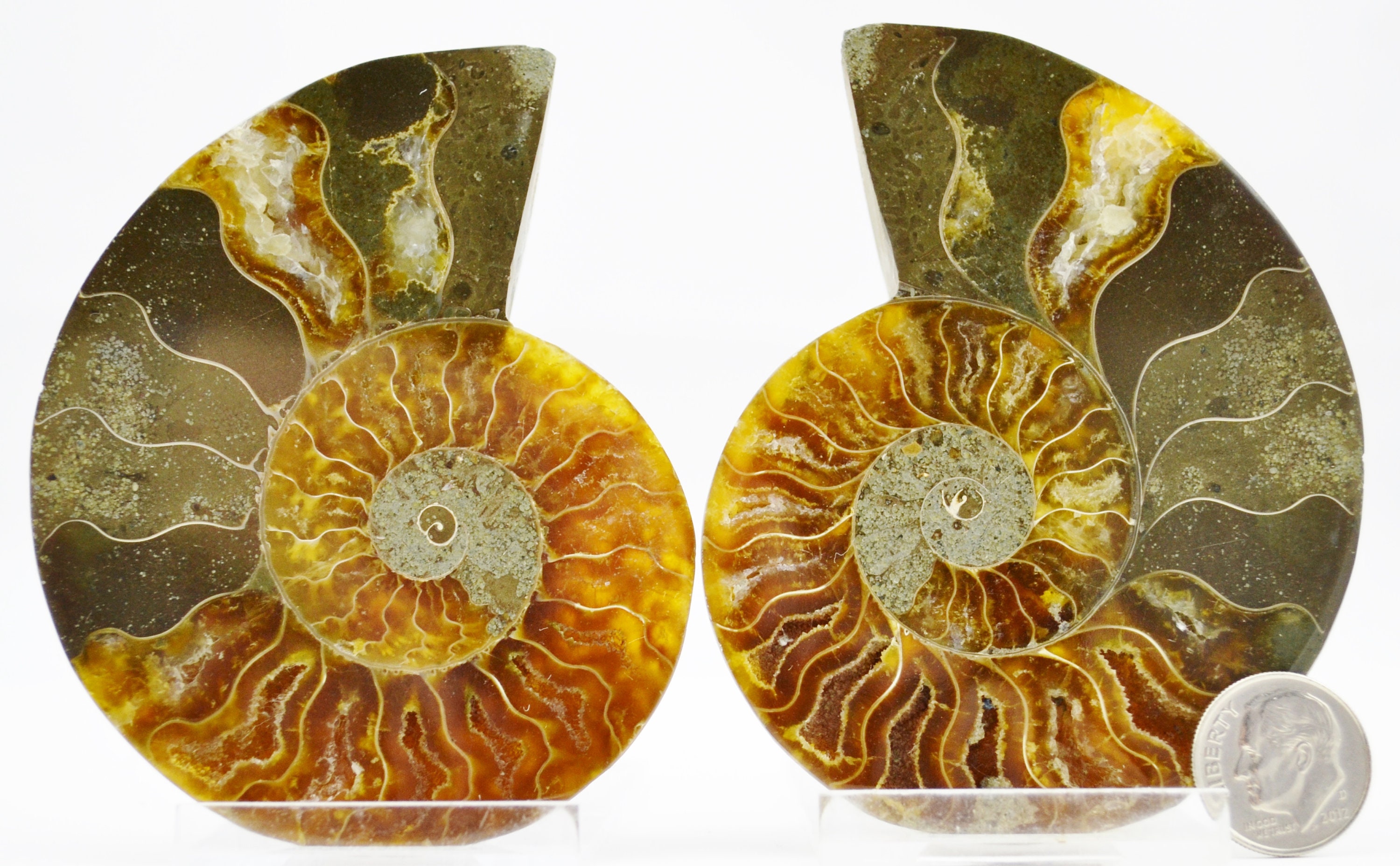 E4936x 大型恐竜化石アンモナイトペアマルチカラークリスタル大型3.3