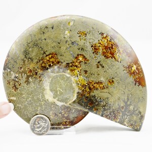 e3972xx Fossil HEL Ammonit Fint suturmönster XLarge 5,2" med fantastisk naturlig pyritinlägg 110 miljoner år gammal dinosauriefossil 130 mm