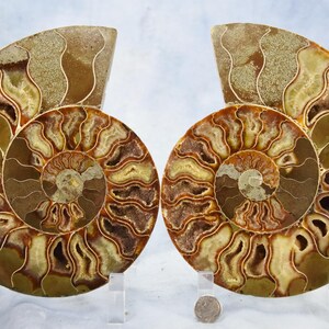 May include: Two fossilized ammonite shells with intricate patterns in shades of brown, gold, and white. The shells are displayed on clear stands.