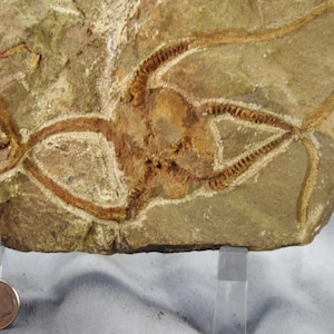 May include: A fossilized starfish with five arms, preserved in a light brown rock. The starfish is a light brown color and has a detailed texture.