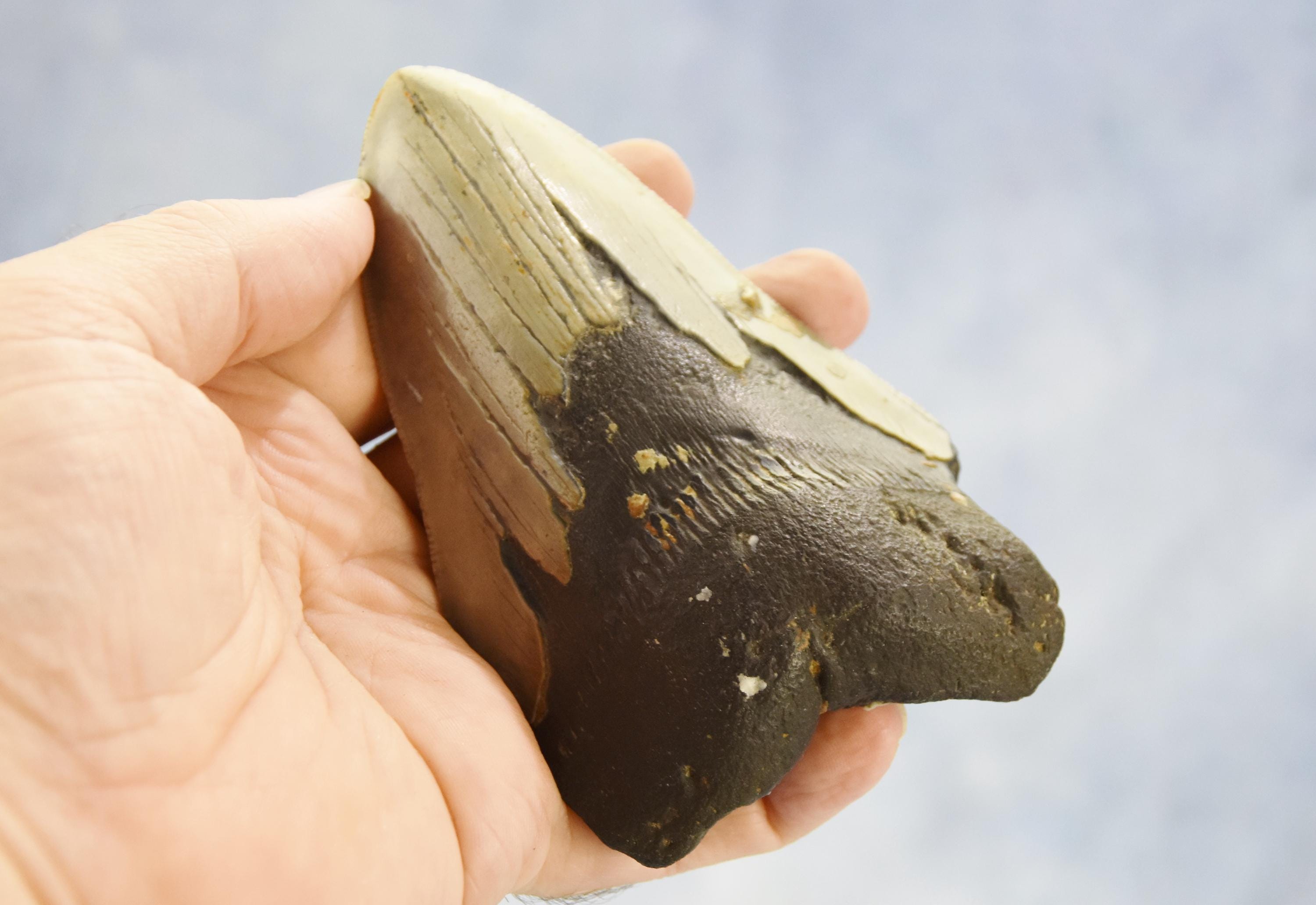 647xx ノースカロライナ産の本物の大型メガロドンサメの歯 5.1インチ