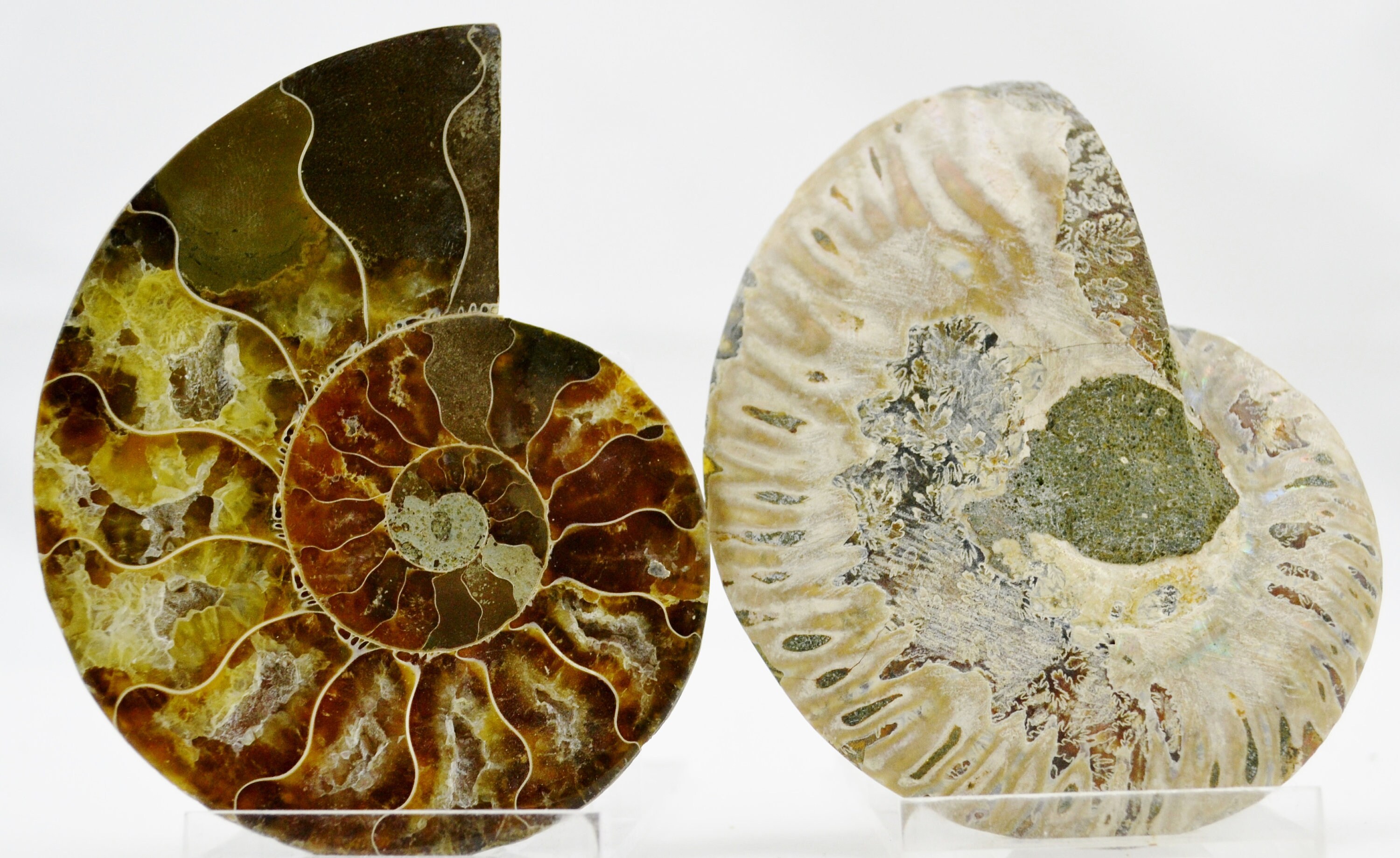E4930x 大型恐竜化石 アンモナイト ペア マルチカラー クリスタル 大型