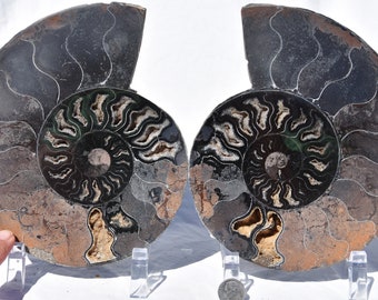 629xx ノースカロライナ産の本物の大型メガロドンサメの歯 4.0インチ