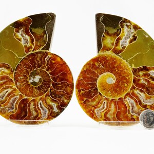 May include: Two fossilized ammonites with intricate, swirling patterns in shades of brown, gold, and white. The ammonites are displayed on clear acrylic stands.