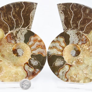 May include: Two halves of a fossilized ammonite, each with a spiral pattern of brown, white, and gold. The ammonites are displayed on small stands.