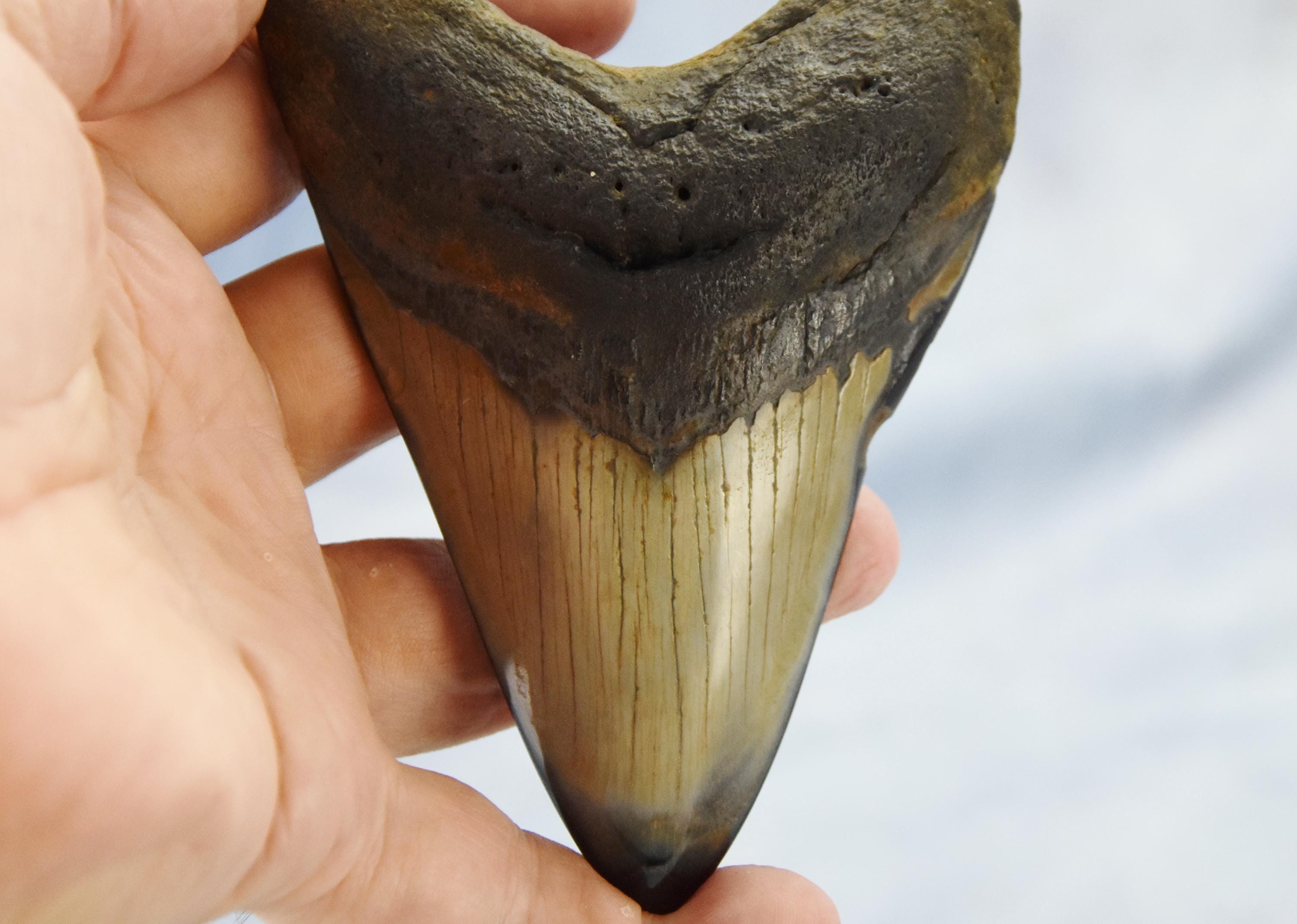 608xx ノースカロライナ産の本物の大型メガロドンサメの歯 4.9インチ