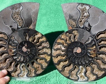 E3519xx ラージ 1/100 ブラック アンモナイト ペア ディープ