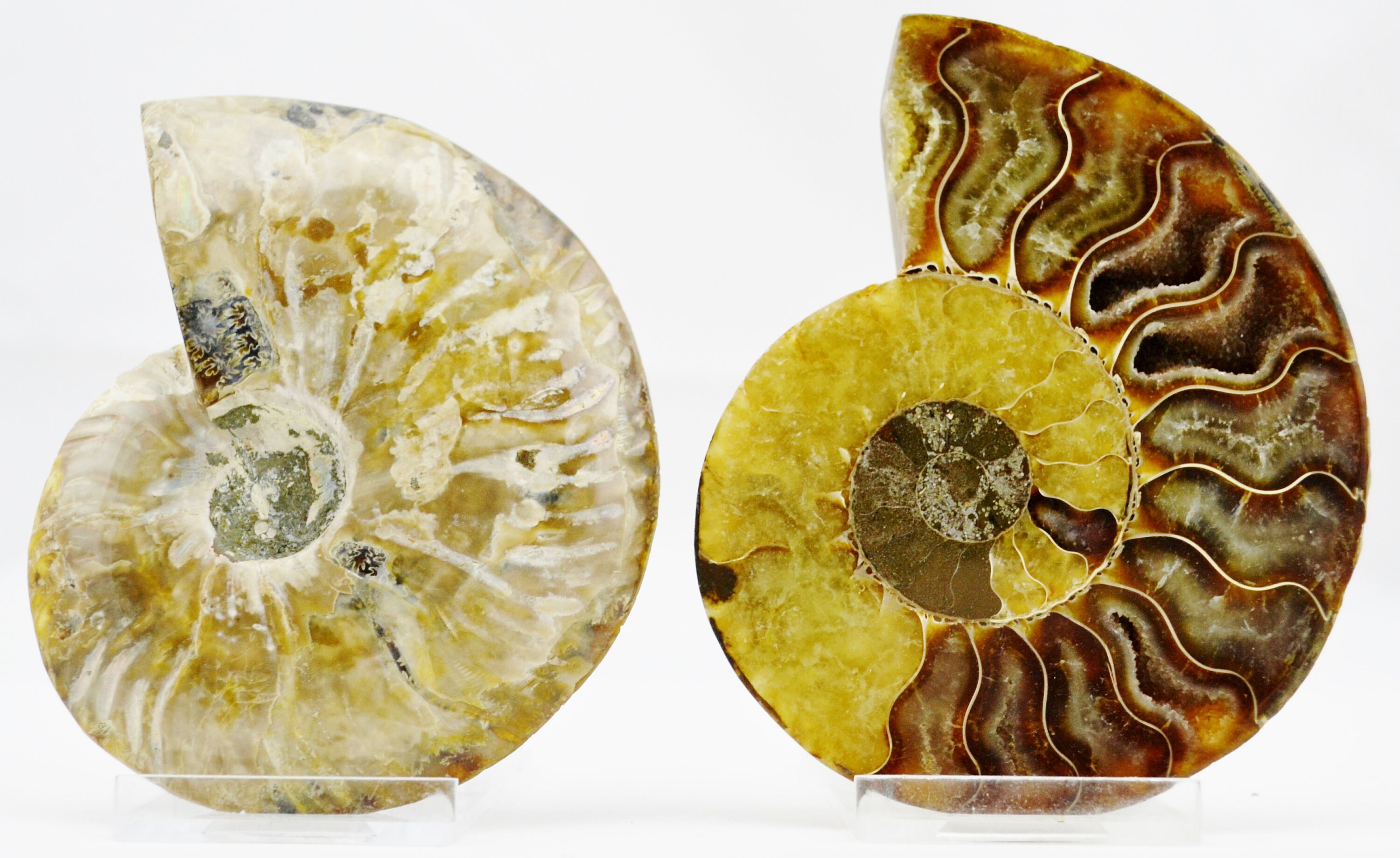 大型アンモナイト② E4934x 恐竜時代の化石 大型アンモナイト ペア マルチカラー