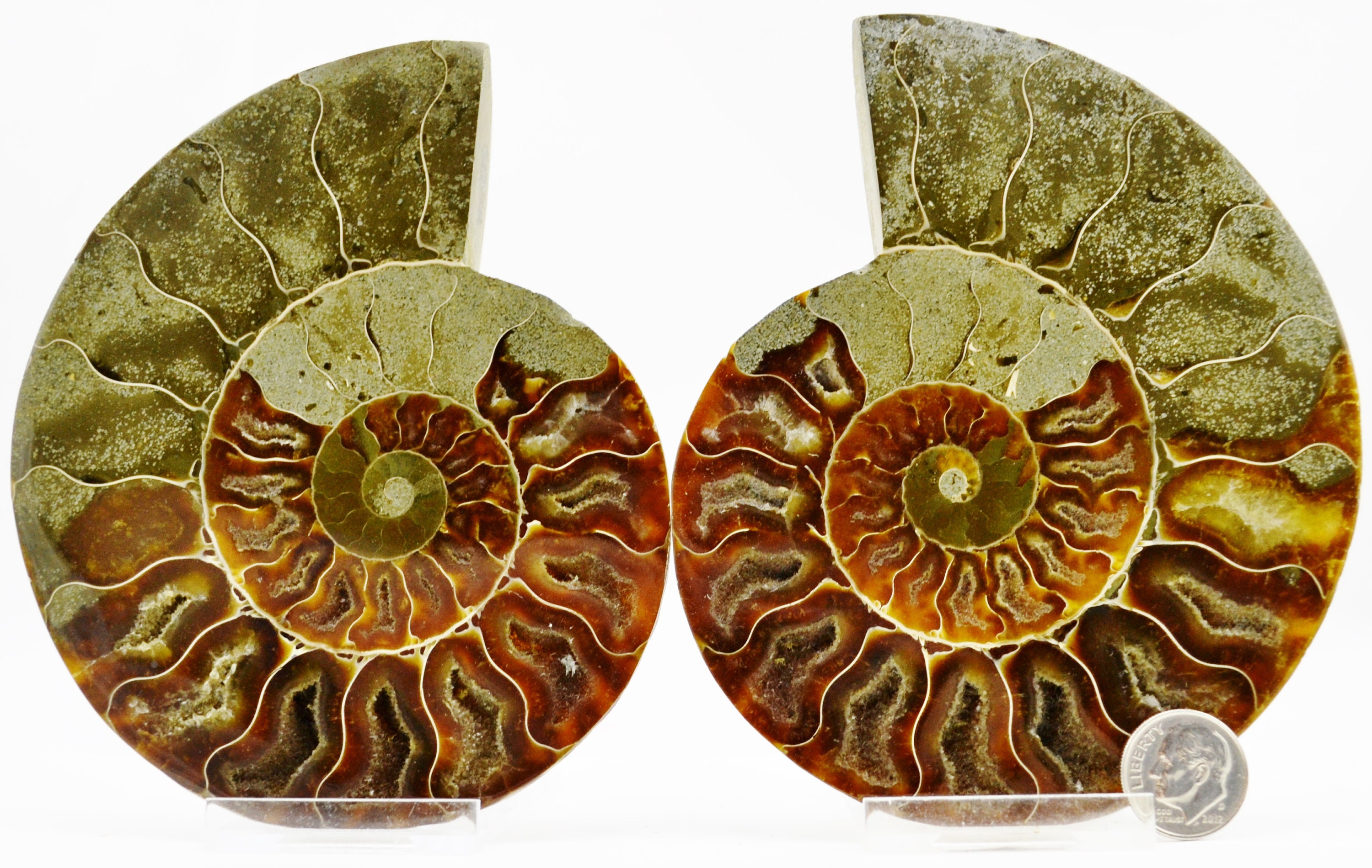 E4822xx ラージカット スプリットペア アンモナイト ディープ