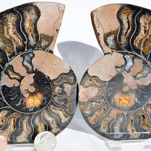 May include: Two halves of a fossilized ammonite shell, showcasing intricate spiral patterns. The shells display a mix of black, brown, and tan hues, with a visible cross-section revealing internal chambers. The fossil is presented on a clear stand.