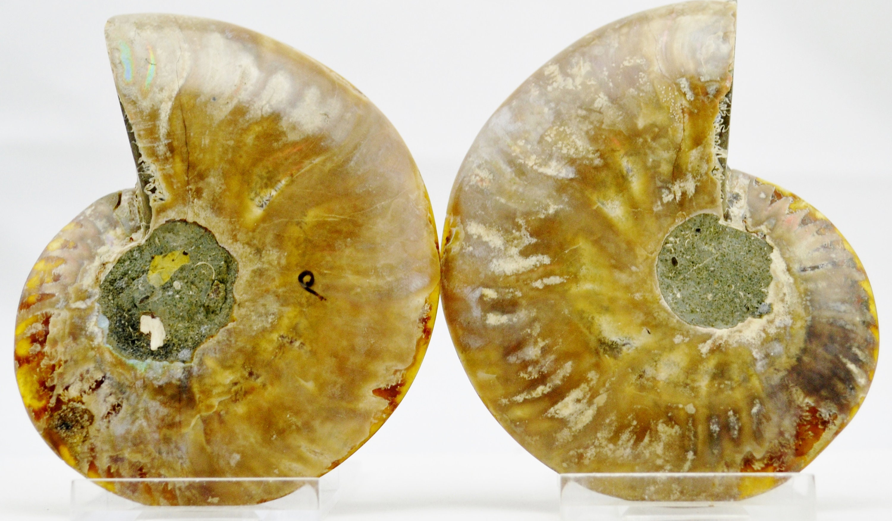 アモナイト化石 ペア スタンド付き E5199x 大型恐竜時代化石