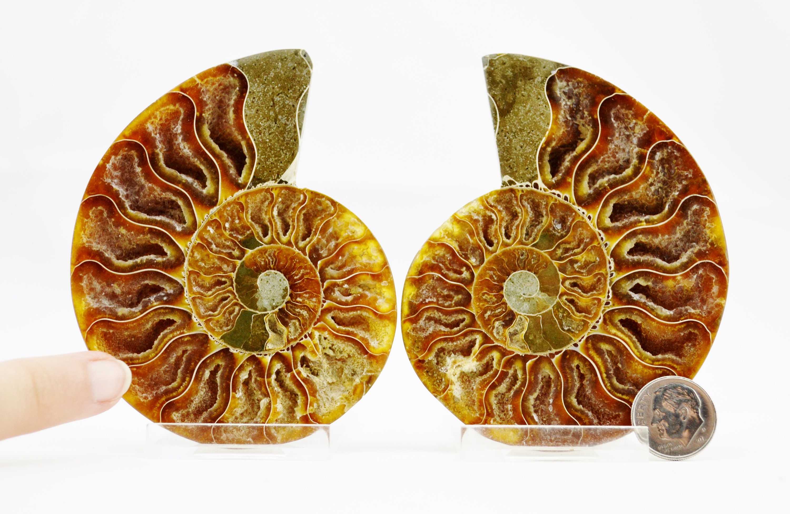 アモナイト化石 ペア　スタンド付き E5199x 大型恐竜時代化石アンモナイトペアマルチカラークリスタル大型