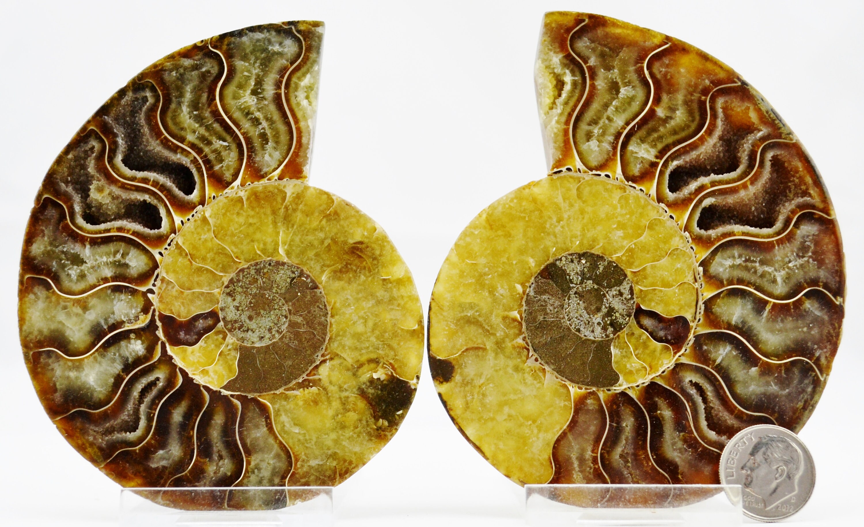 アンモナイト　化石 楽天市場】希少 パイライトアンモナイト プレウロセラス