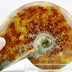 May include: A fossilized ammonite with a spiral shell. The shell is a mix of brown, yellow, and blue colors with a swirling pattern.