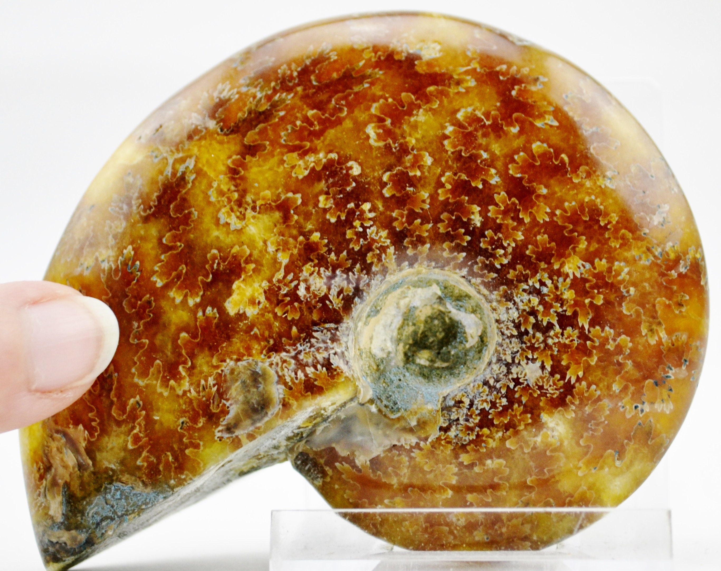 E4635x 大型化石 アンモナイト きれいな縫合パターン 大型 3.0 インチ