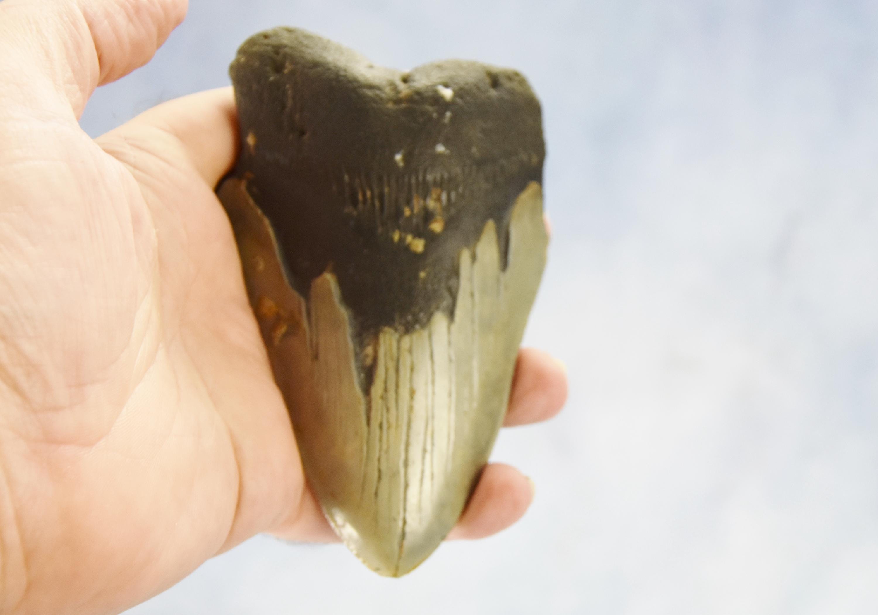 メガロドン 歯 化石 ノースカロライナ産 特大 史上最大のサメ
