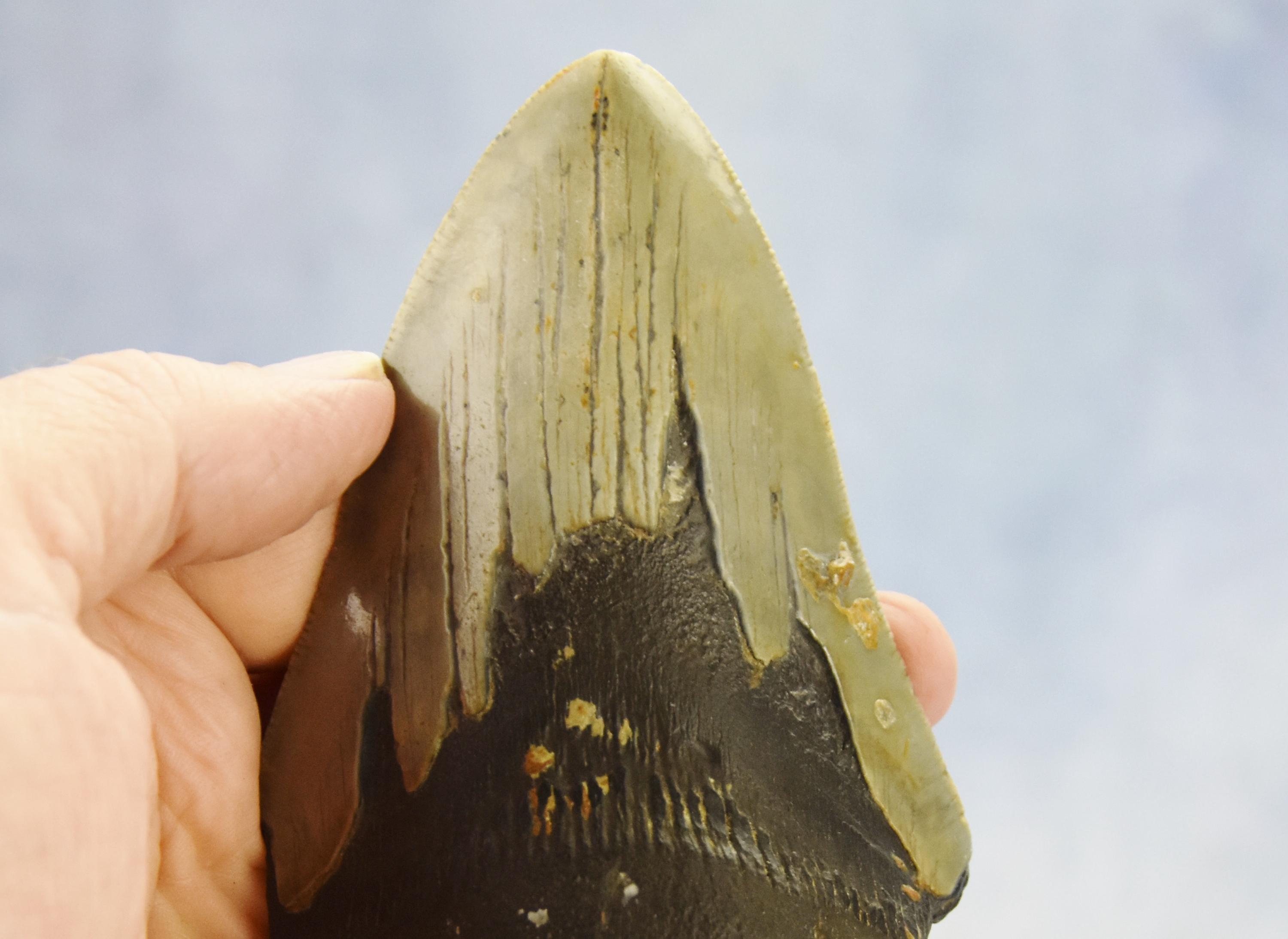 647xx ノースカロライナ産の本物の大型メガロドンサメの歯 5.1インチ