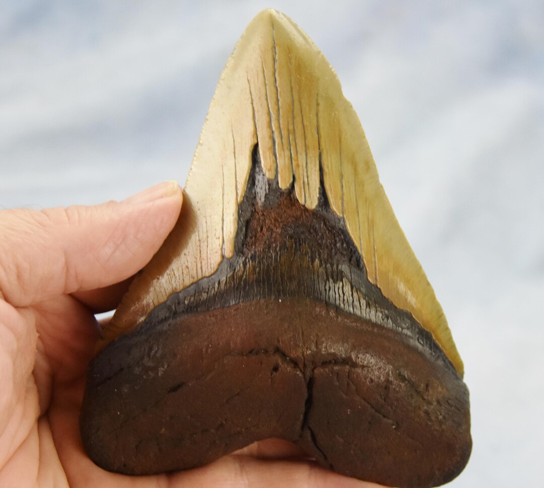 599xx ノースカロライナ産の本物の大型メガロドンサメの歯 5.2インチ