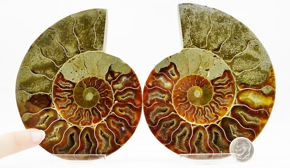 E4822xx ラージカット スプリットペア アンモナイト ディープ