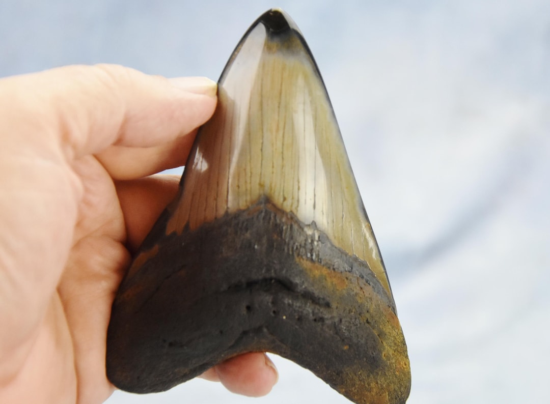 608xx ノースカロライナ産の本物の大型メガロドンサメの歯 4.9インチ