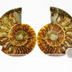 May include: Two fossilized ammonites with a golden brown and white iridescent shell. The ammonites are displayed on clear acrylic stands. A US penny is included for scale.