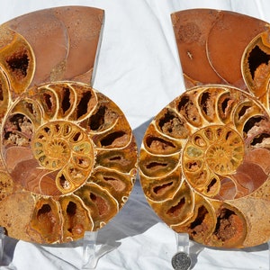 May include: Two halves of a fossilized ammonite, each with a spiral shell pattern in shades of brown, gold, and white. The ammonites are displayed on clear plastic stands.