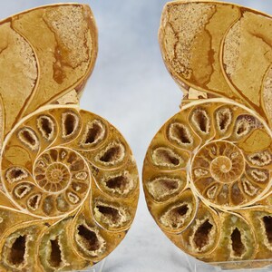 Puede incluir: Dos conchas de amonites fosilizadas con un patrón en espiral y un color marrón dorado. Las conchas están pulidas y tienen una textura cristalina.