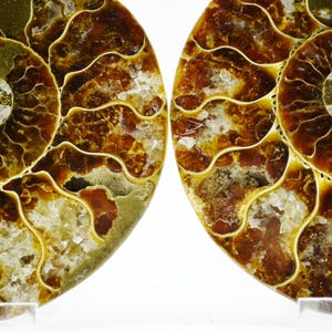 May include: Two halves of a polished ammonite fossil, showcasing intricate spiral patterns and a spectrum of colors. The fossil's interior reveals a mosaic of brown, gold, and cream hues, with a detailed, segmented structure. The background is white.