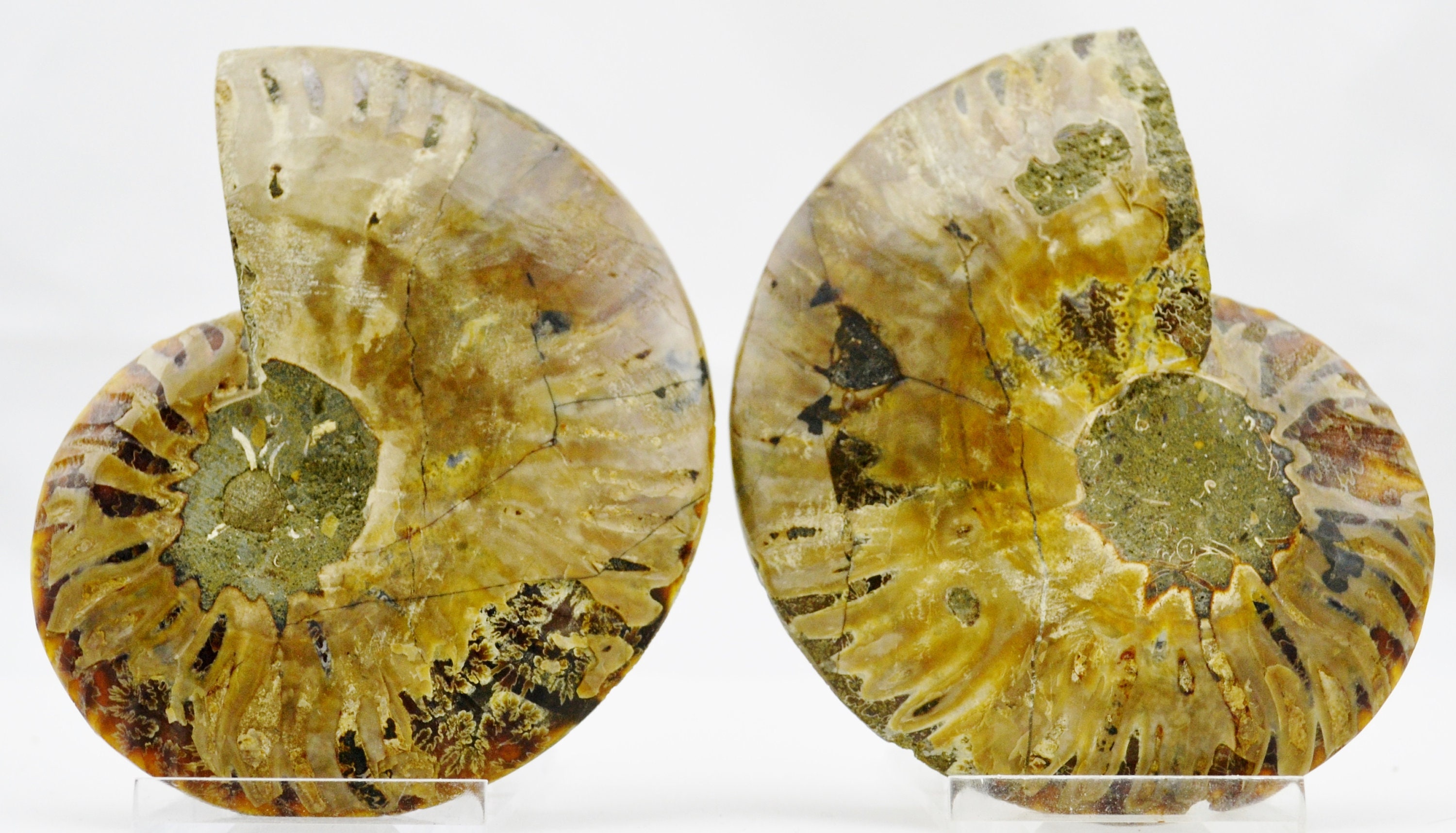 E4938x 恐竜化石 大型アンモナイト ペア マルチカラークリスタル 大型