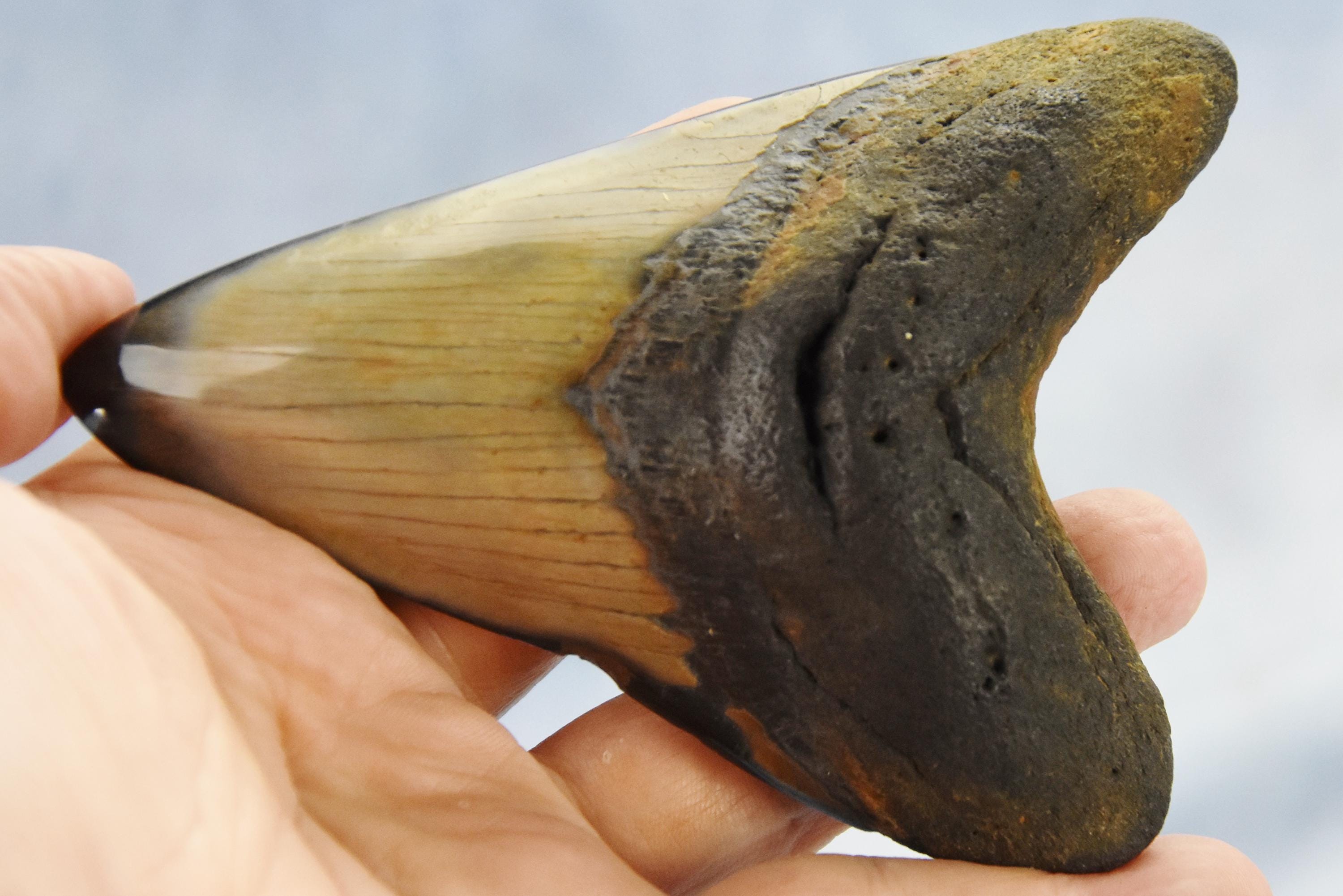 608xx ノースカロライナ産の本物の大型メガロドンサメの歯 4.9インチ