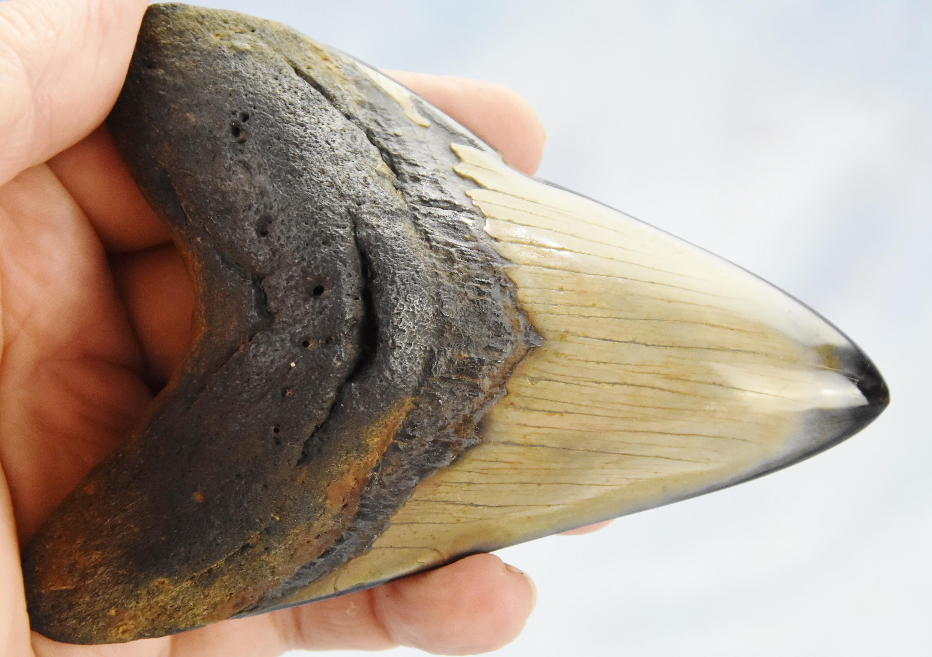 608xx ノースカロライナ産の本物の大型メガロドンサメの歯 4.9インチ