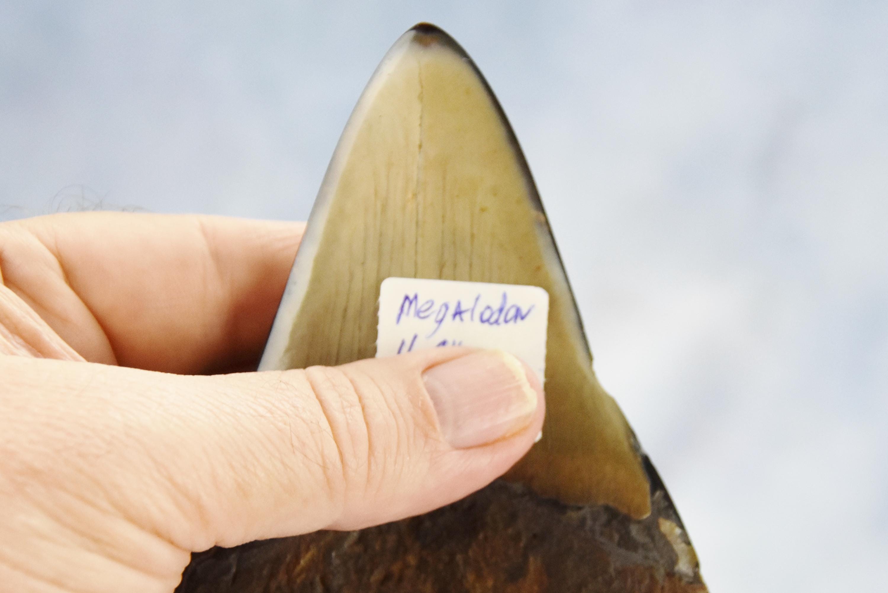 608xx ノースカロライナ産の本物の大型メガロドンサメの歯 4.9インチ