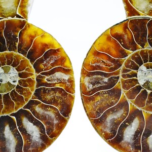 May include: Two fossilized ammonites with intricate spiral patterns in shades of brown and white. The ammonites are polished and have a glossy finish.