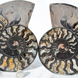 May include: Two black and white ammonite fossils with a spiral pattern. The fossils are polished and have a iridescent sheen.