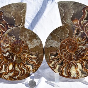 May include: Two fossilized ammonites with intricate brown and white patterns. The ammonites are displayed on clear acrylic stands.