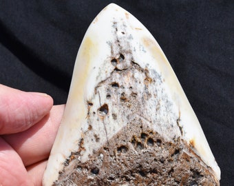 557xx REAL Fossil Xlarge Megalodon Shark Teeth 111mm UBER RARE French Polynesia 4.4"  Real Dinosaur age fossil 111mm