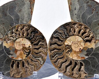 629xx ノースカロライナ産の本物の大型メガロドンサメの歯 4.0インチ