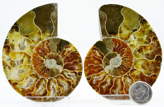 E4930x 大型恐竜化石 アンモナイト ペア マルチカラー クリスタル 大型