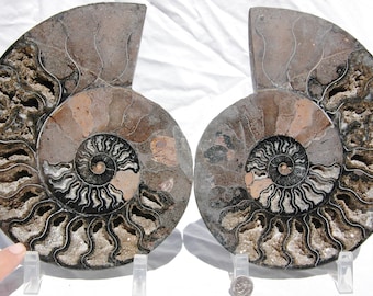 1005xx Large BLack Ammonite Pair Deep Crystals XXLarge 8.0" Real 110 million year old Dinosaur age Fossil 200mm