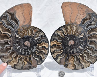 629xx ノースカロライナ産の本物の大型メガロドンサメの歯 4.0インチ