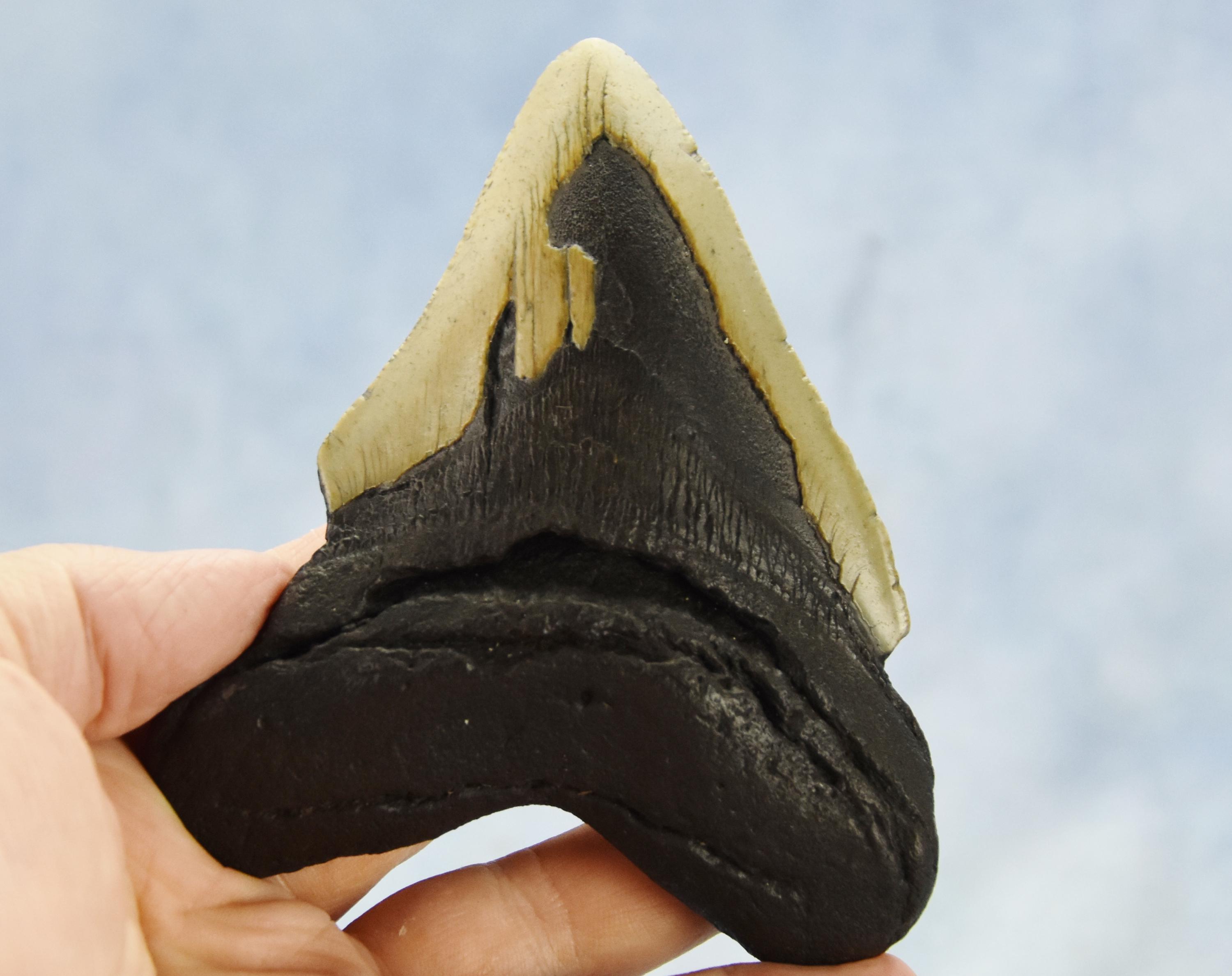 メガロドン 歯 化石 ノースカロライナ産 特大 5.35インチのメガロドン