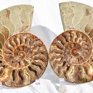 May include: Two fossilized ammonites, each with a spiral shell pattern in shades of brown and white. The ammonites are displayed on clear acrylic stands.