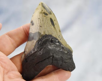 628xx REAL Large Megalodon Shark Teeth from North Carolina 4.1&quot; 109mm  5 to 24 million year old REAL Fossil, NOT a reproduction