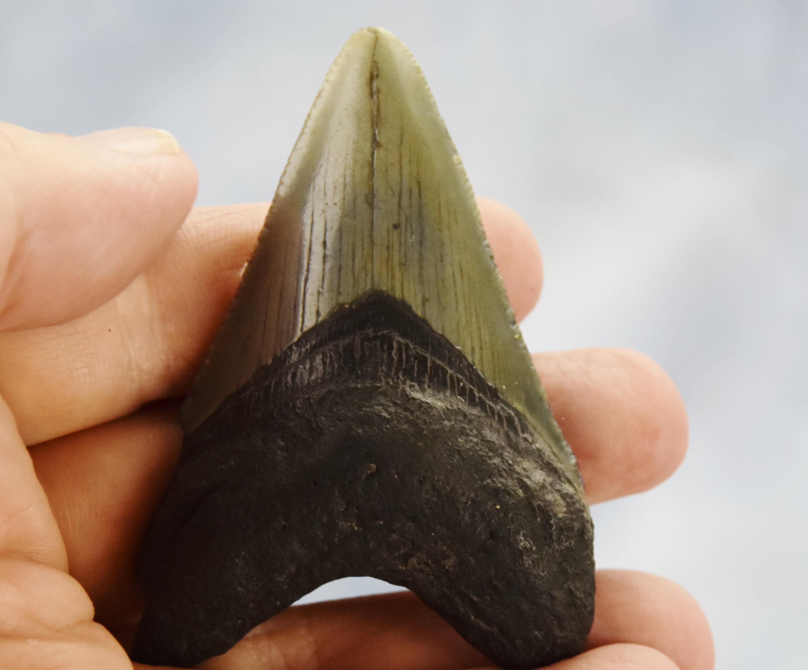 617xx ノースカロライナ産の本物の大型メガロドンサメの歯 3.0インチ