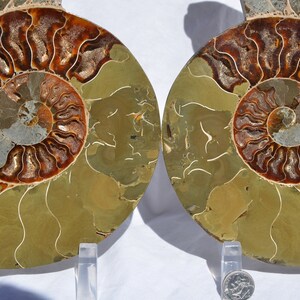May include: Two halves of a polished ammonite fossil, showcasing intricate spiral patterns. The fossil's colors range from brown and gold to gray, with visible chambers and a polished surface. The fossil is displayed on a clear stand.