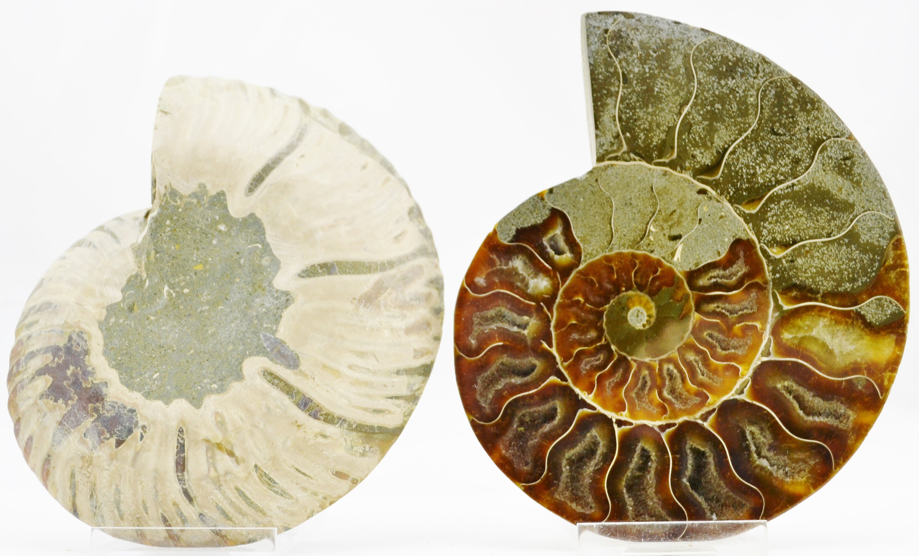 アンモナイト様用 seian_t726-1004_3